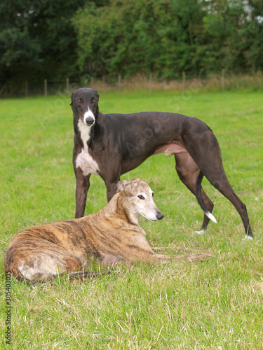 Two Greyhounds photo