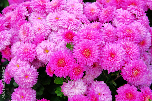 Purple chrysanthemum buds in nursery and garden shop. Chrysanthemum wallpaper and decoration. Bright blooming background. Close up.