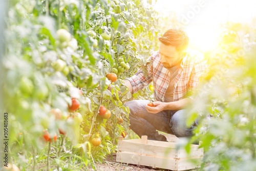 Mid adult man harvesting tomatoes at farm © moodboard