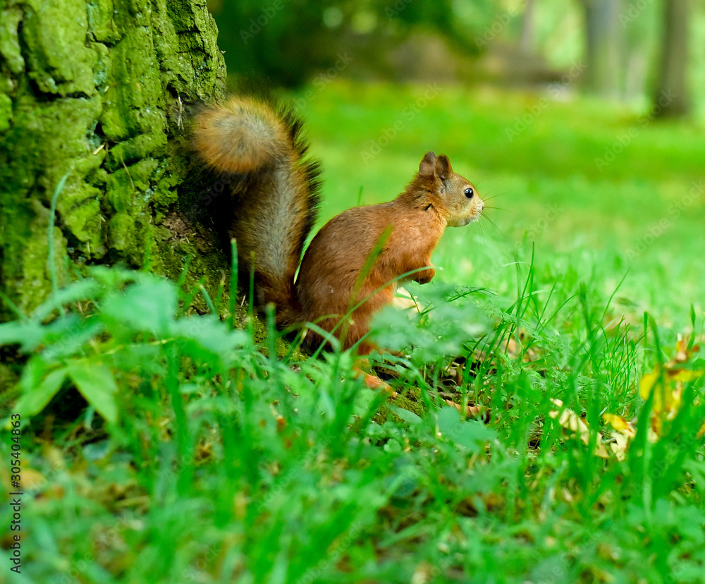 Wood and squirrel Wood and squirrel