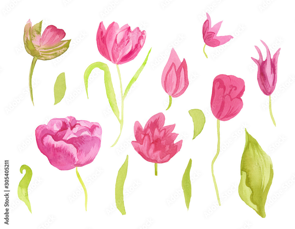 A set of cute pink watercolor tulips with leaves. Clipart collection of botanical spring flowers on white isolated background hand drawn. Design for weddings, gift cards, textiles and stickers.