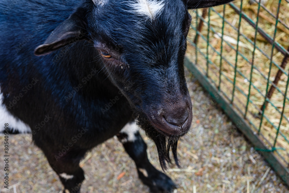 Closeup of adult goat on a farm Closeup of adult goat on a farm
