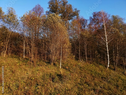 autumn in the forest