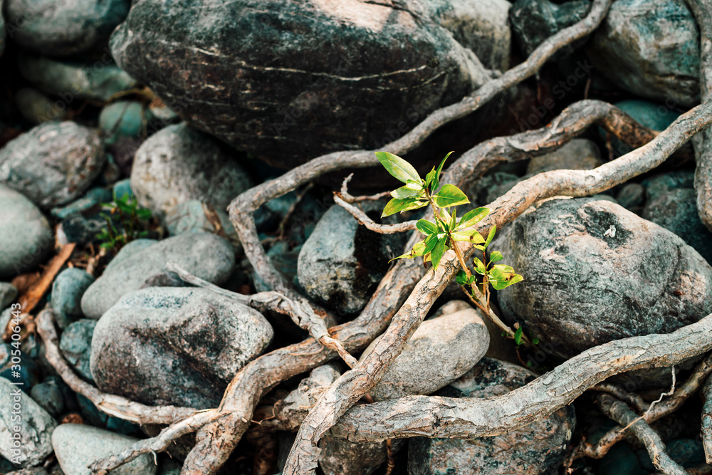 Small green sprout of tree grows from roots. Nature sunny background of beautiful roots of deciduous tree on stony shore. Tree grows on pile of stones. Vitality plants. Snags on boulders in sunlight. Small green sprout of tree grows from roots. Nature sunny background of beautiful roots of deciduous tree on stony shore. Tree grows on pile of stones. Vitality plants. Snags on boulders in sunlight.