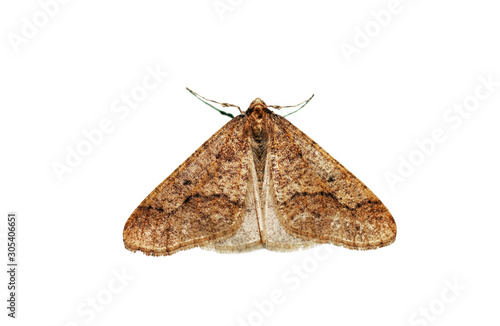Fototapeta Butterfly night orange moth isolated on white background, top view