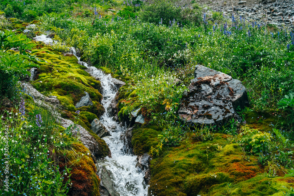 Scenic landscape with clear spring water stream among thick moss and lush vegetation. Mountain creek on mossy slope with fresh greenery and many small flowers. Colorful scenery with rich alpine flora. Scenic landscape with clear spring water stream among thick moss and lush vegetation. Mountain creek on mossy slope with fresh greenery and many small flowers. Colorful scenery with rich alpine flora.