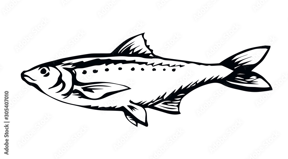 Big sea fish. Vector drawing Big sea fish. Vector drawing