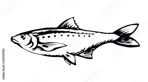 Big sea fish. Vector drawing