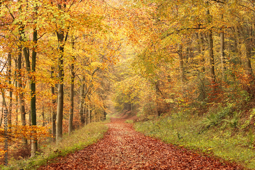 A Woodland hiking trail in Autumn