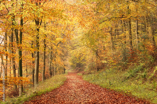 A Woodland hiking trail in Autumn