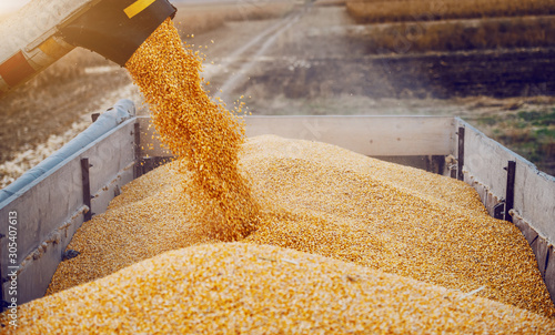 Billede på lærred Machine for separating corn grains working on field and filling tractor trailer with corn