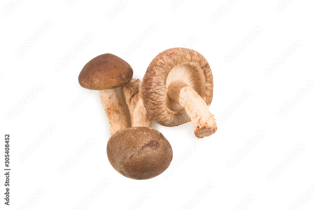 Shitake mushroom isolated on white. Shitake mushroom isolated on white.