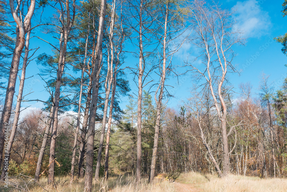 Forest landscape. Autumn coniferous forest. Forest landscape. Autumn coniferous forest.
