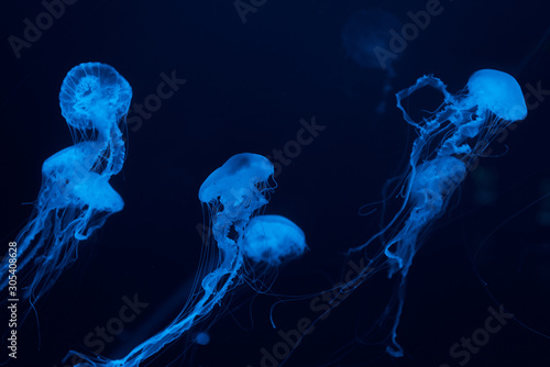 Jellyfishes with tentacles in blue neon light on dark background