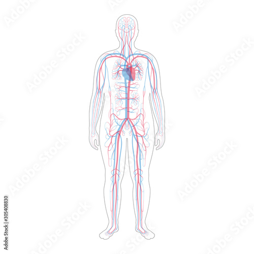 circulatory system anatomy