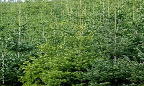 Close up front view of Christmas trees in a Christmas tree cultivation (farm or nursery) . Picking out one for a special holiday tradition. Natural fresh green background and texture.