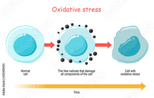 Oxidative Stress. Vector diagram Cell with free radicals. photo