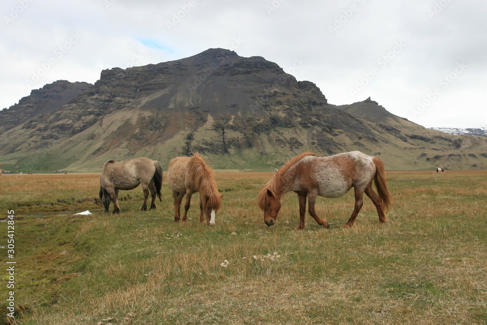 Wild Icelandic horses