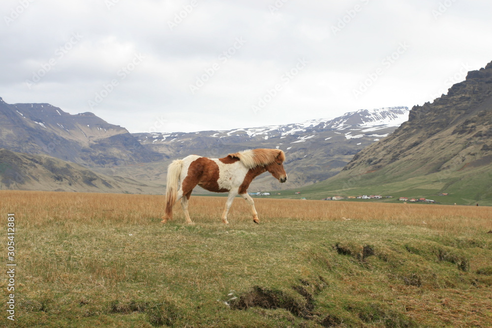 Wild Icelandic horses
