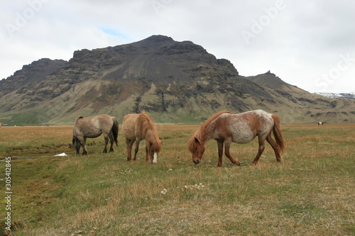 Wild Icelandic horses © Senor_Figoo