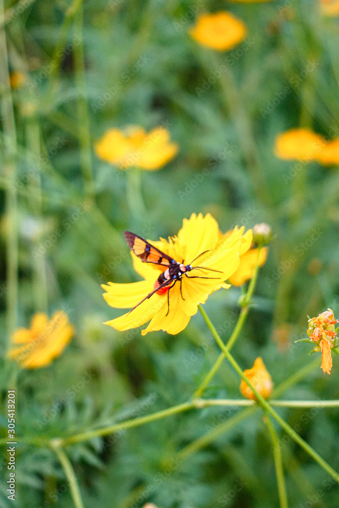 A honey bee on orange cosmos flower A honey bee on orange cosmos flower