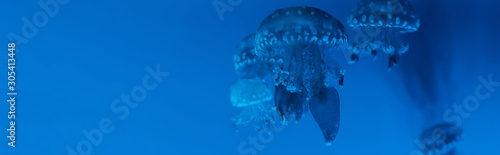 Panoramic shot of spotted jellyfishes on blue background