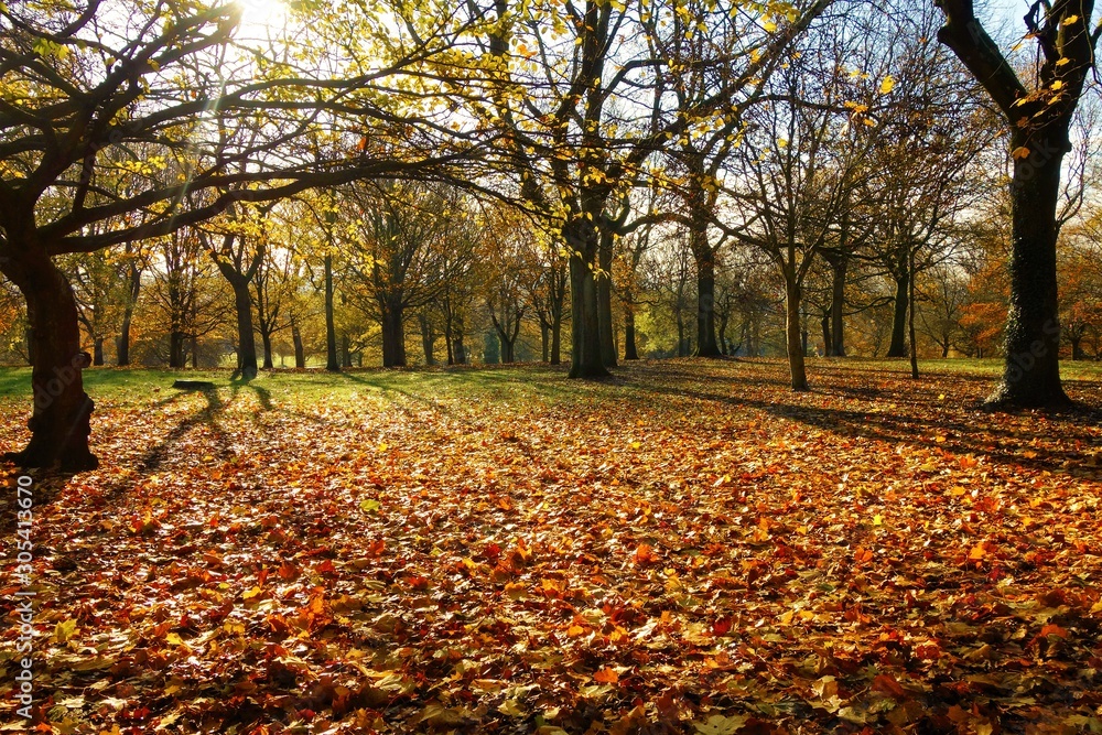 autumn in the park autumn in the park