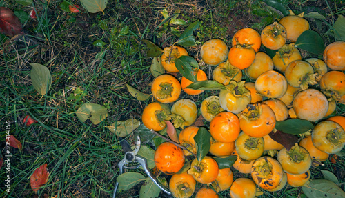 persimmon fruit harvest photo
