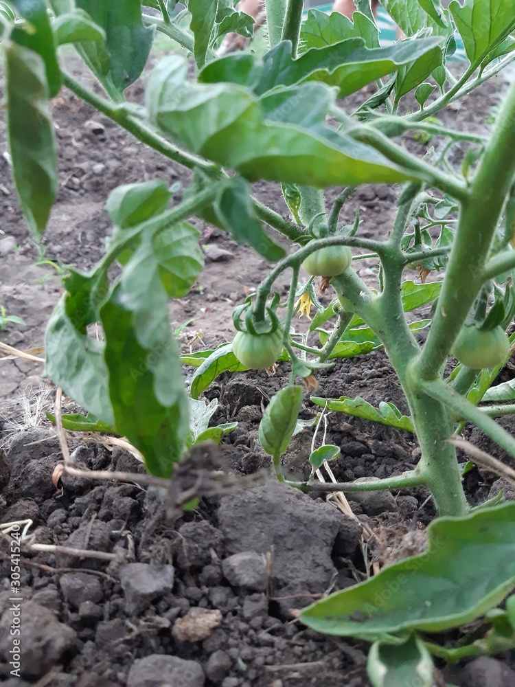 Fototapeta premium young plants in the garden