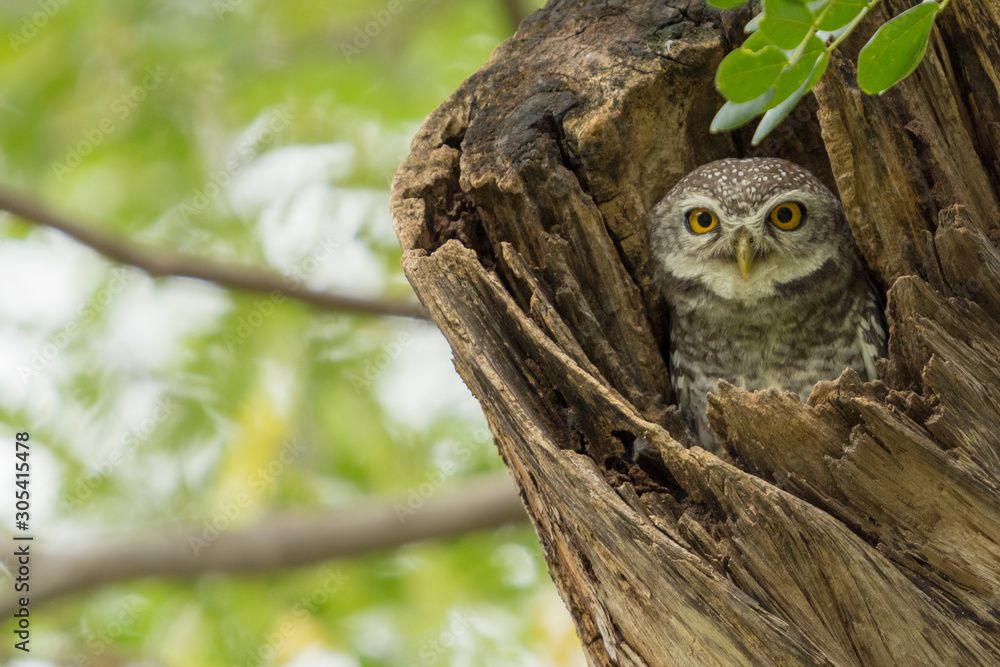 Close-up Spotted Owlet (Athene brama) in tree trunk looking at the camera. Close-up Spotted Owlet (Athene brama) in tree trunk looking at the camera.