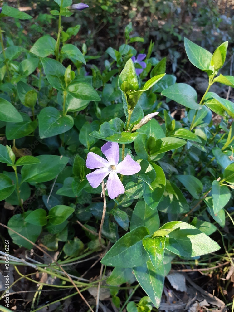 flowers in garden