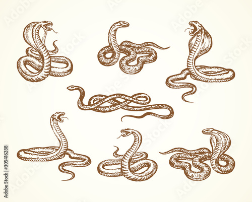 Snake. Vector drawing