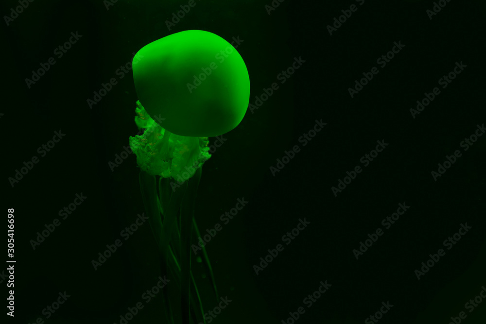 Jellyfish in green neon light on black background Jellyfish in green neon light on black background