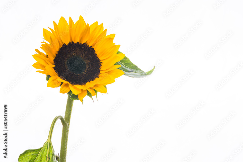 Obraz premium Sunflower isolated on white background