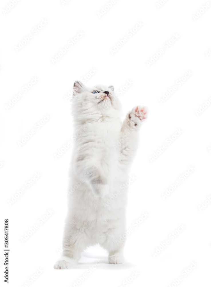 Ragdoll cat, small kitten standing and scratching with his paw.