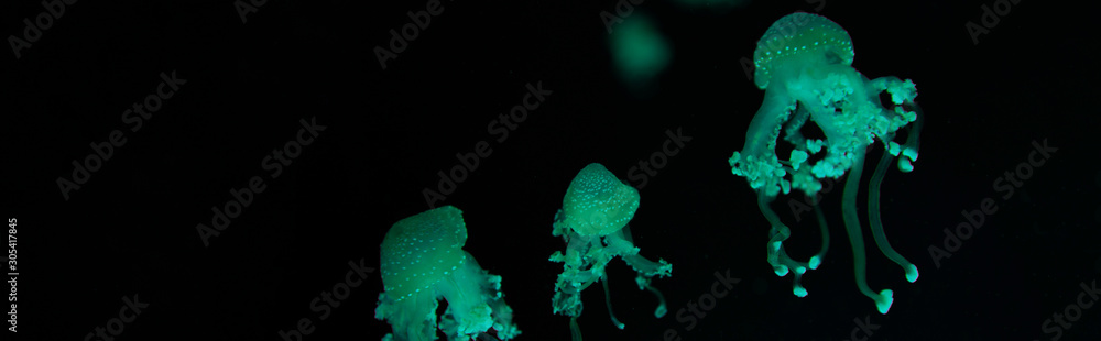 Spotted jellyfishes with green neon light on black background, panoramic shot Spotted jellyfishes with green neon light on black background, panoramic shot
