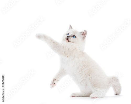 Ragdoll cat, small kitten stretching his paw and looking above