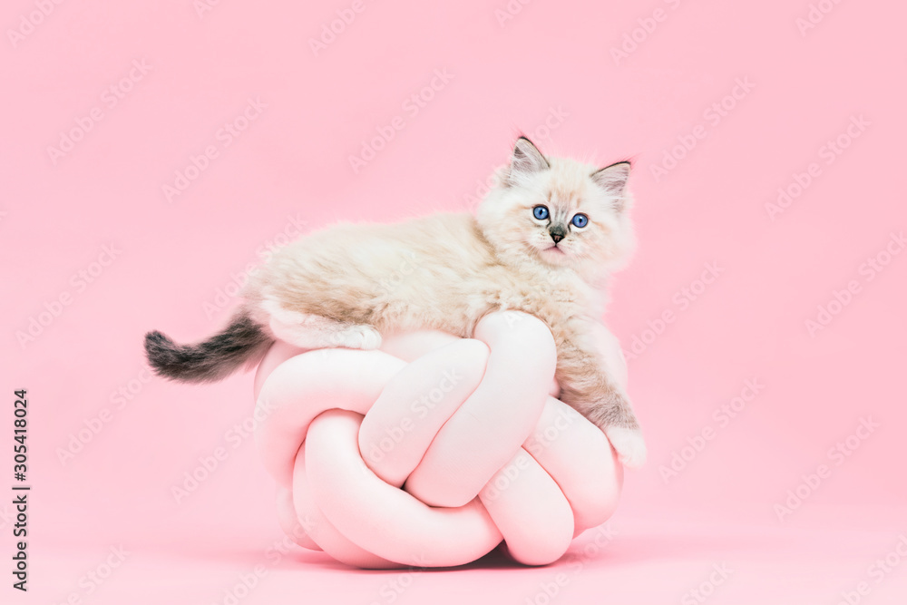 Ragdoll cat, small cute kitten portrait on funny pillow. Pink background - obrazy, fototapety, plakaty 