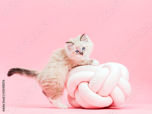 Ragdoll cat, small cute kitten portrait with funny pillow. Pink background