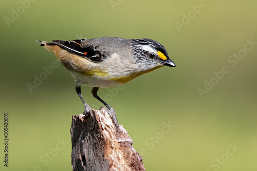 Φωτογραφία Striated Pardalote (Pardalotus striatus)
