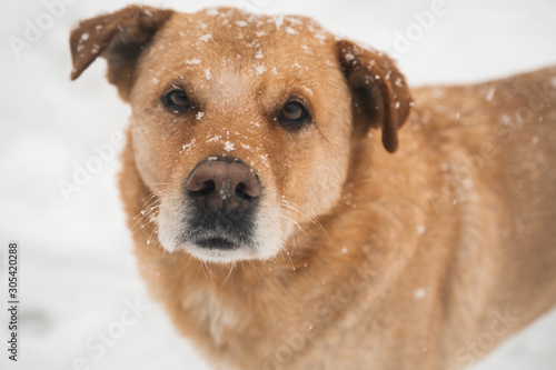 Detailed on a beautiful snow face of yellow dog
