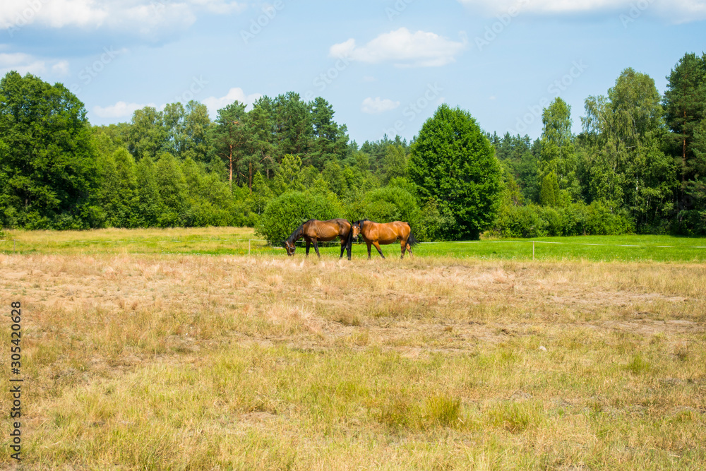 Konie koń wieś pole wioska weekend - obrazy, fototapety, plakaty 