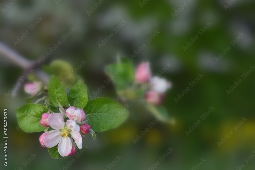 Fruit tree blossoms in the garden, floral background for writing notes on Fruit tree blossoms in the garden, floral background for writing notes on