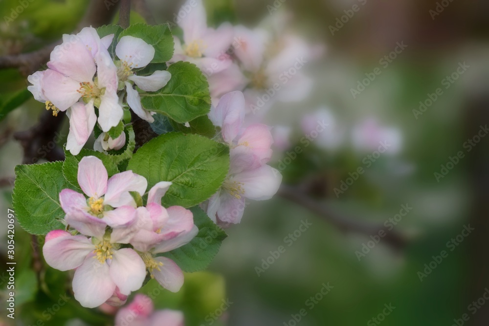 Fruit tree blossoms in the garden, floral background for writing notes on Fruit tree blossoms in the garden, floral background for writing notes on