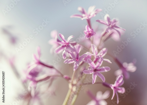 Pink Tulbaghia flowers