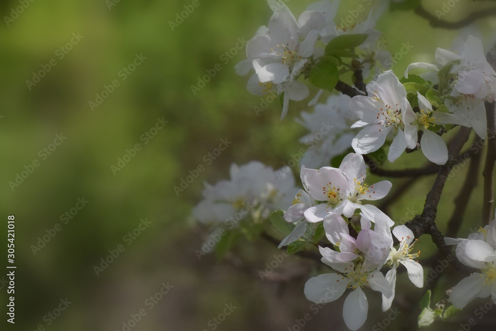 Fruit tree blossoms in the garden, floral background for writing notes on Fruit tree blossoms in the garden, floral background for writing notes on