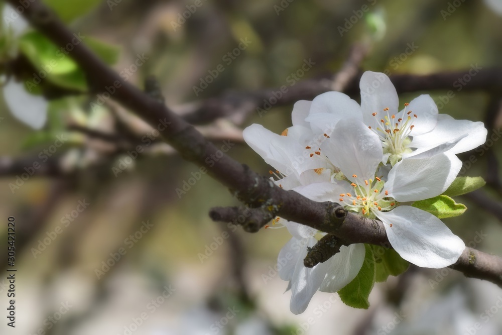Fruit tree blossoms in the garden, floral background for writing notes on Fruit tree blossoms in the garden, floral background for writing notes on
