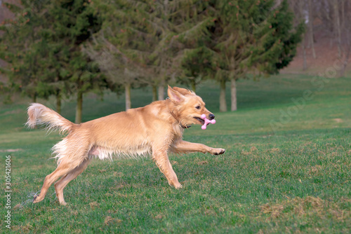 Golden retriever playing with his toy. holding it in his mouth a toy.toy to his feet.standing,lying down or running.Outdoor.