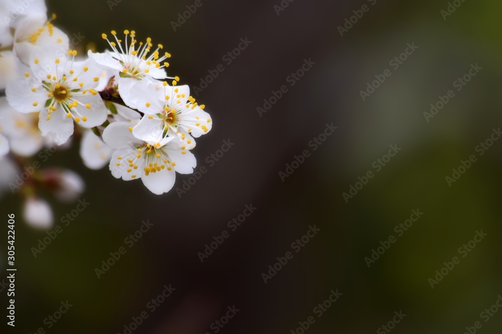 white flowers on a green background, Floral background for writing notes on white flowers on a green background, Floral background for writing notes on