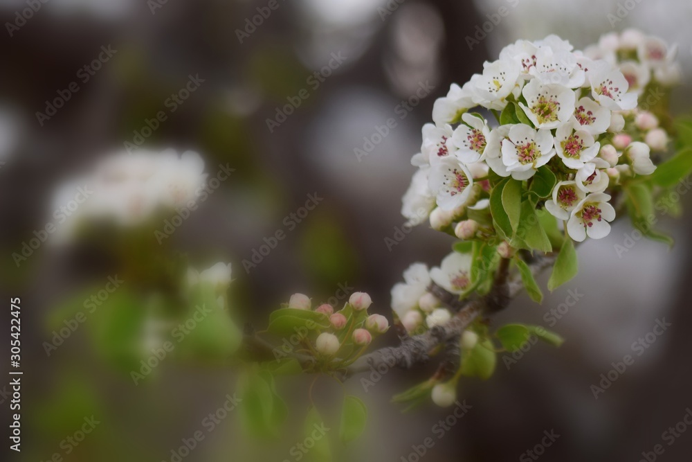 Obraz premium Fruit tree blossoms in the garden, floral background for writing notes on